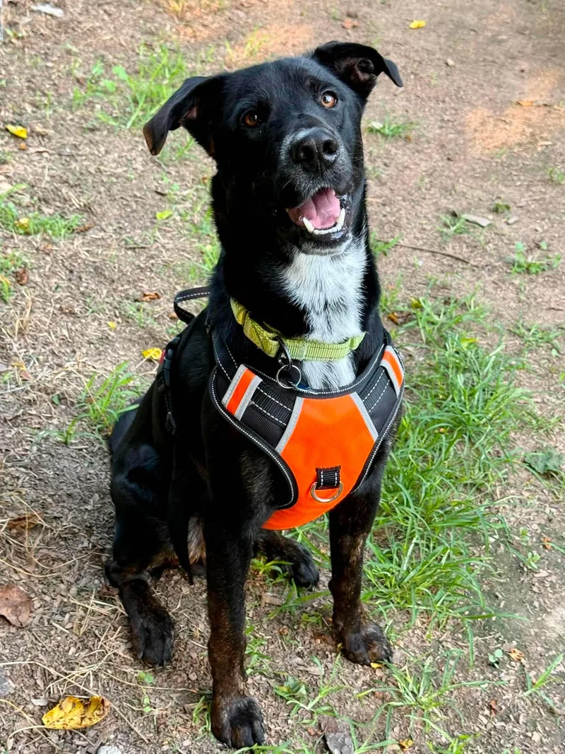 An adult large-sized male Labrador Retriever dog named Brooks for adoption in Livonia, MI