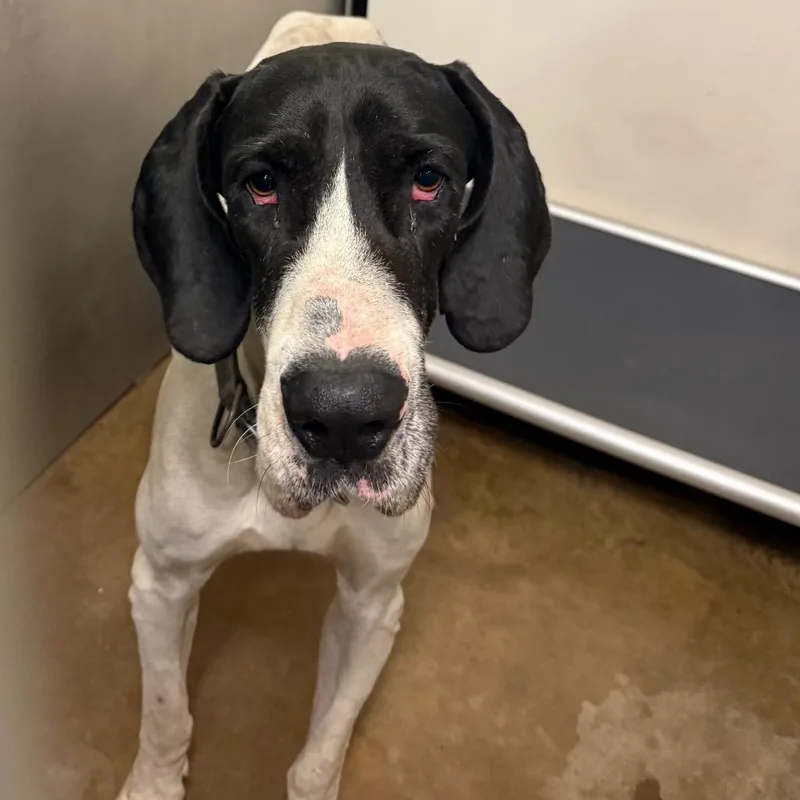 An adult small-sized male White / Cream Great Dane dog named Phantom for adoption in Lake Jackson, TX