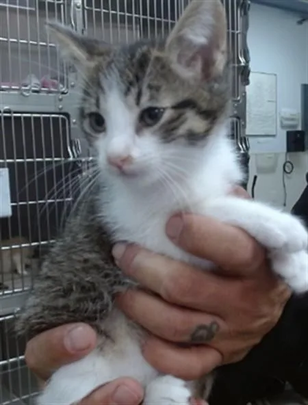 A baby medium-sized male Domestic Short Hair cat named Brownie for adoption in Salinas, CA