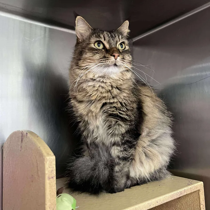 A senior medium-sized female Tabby (Brown / Chocolate) Domestic Long Hair cat named Fancy for adoption in Warr Acres, OK