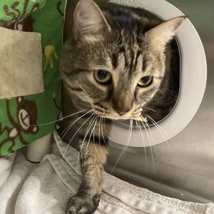 An adult small-sized female Domestic Short Hair cat named Evie for adoption in Wheaton, IL