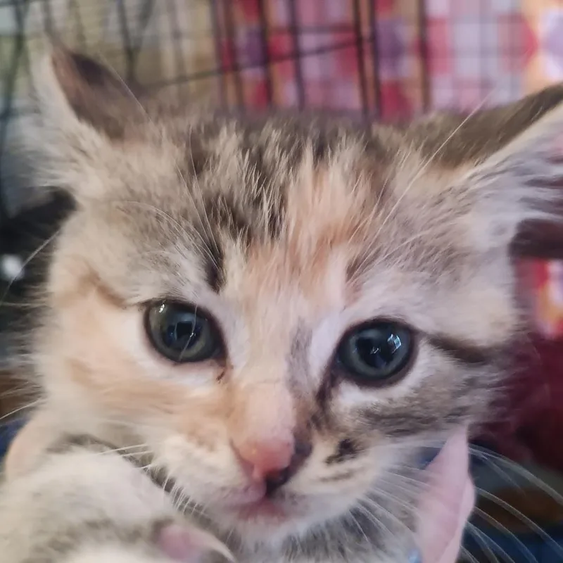 A baby small-sized female Calico Domestic Short Hair cat named Hazel for adoption in Marion, IL