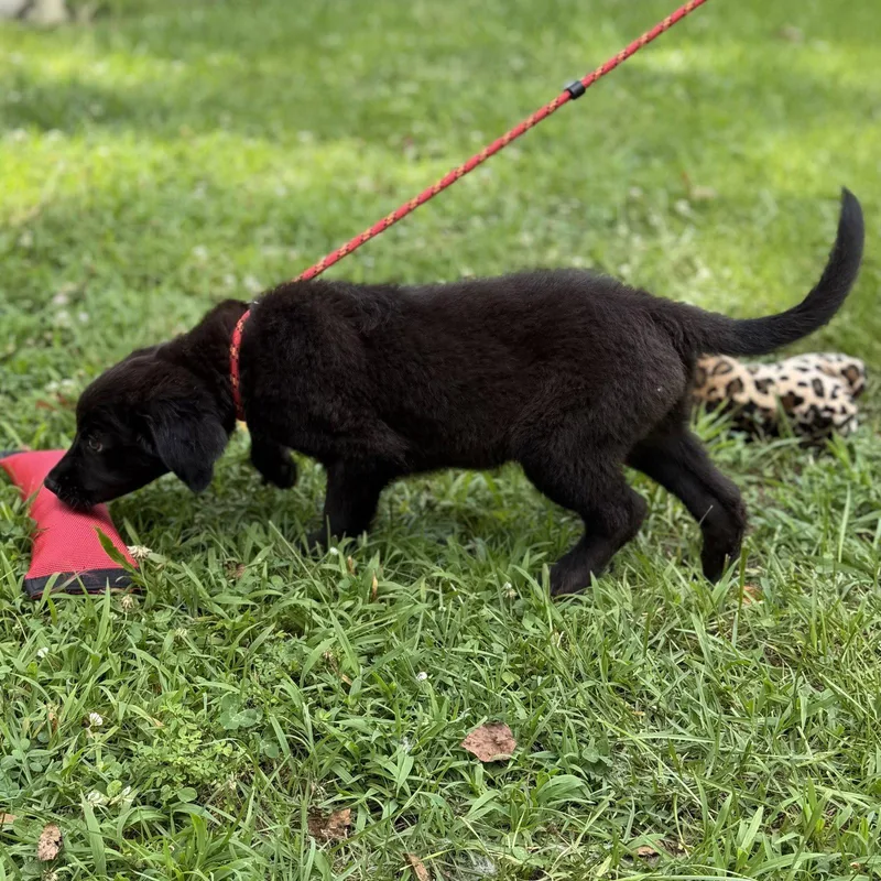 A baby medium-sized male Labrador Retriever dog named Racer for adoption in Locust Fork, AL