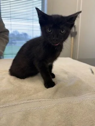 A young small-sized male Domestic Short Hair cat named Basin for adoption in Lafayette, IN