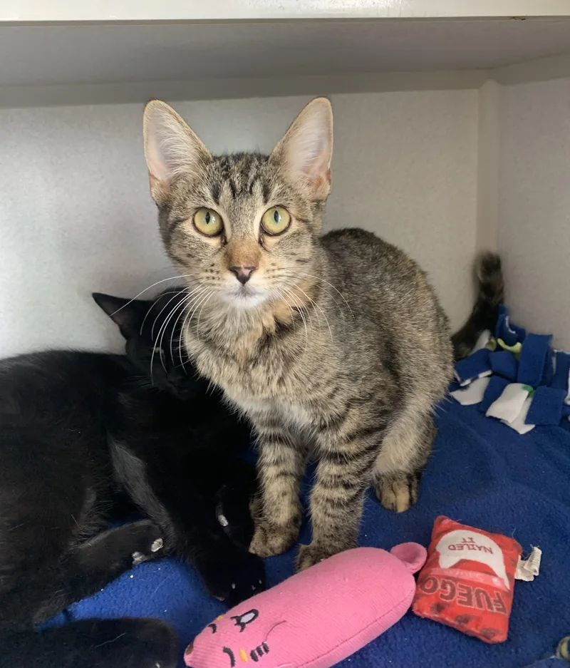 A young small-sized female Tabby (Brown / Chocolate) Domestic Short Hair cat named Pear for adoption in Bisbee, AZ