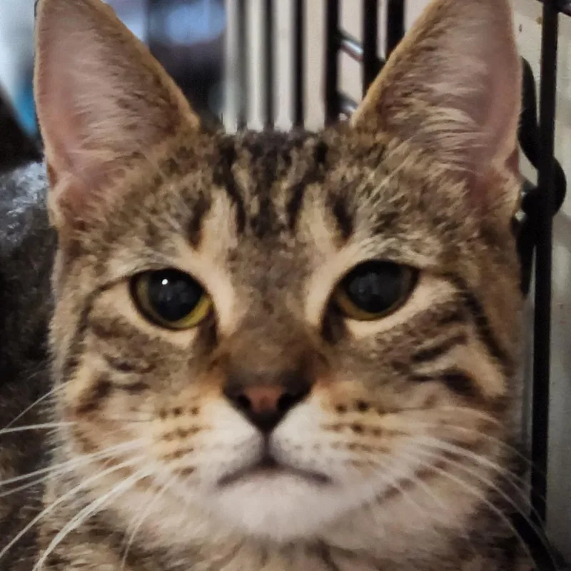 An adult small-sized female Brown / Chocolate Domestic Short Hair cat named Astrid C for adoption in Corsicana, TX