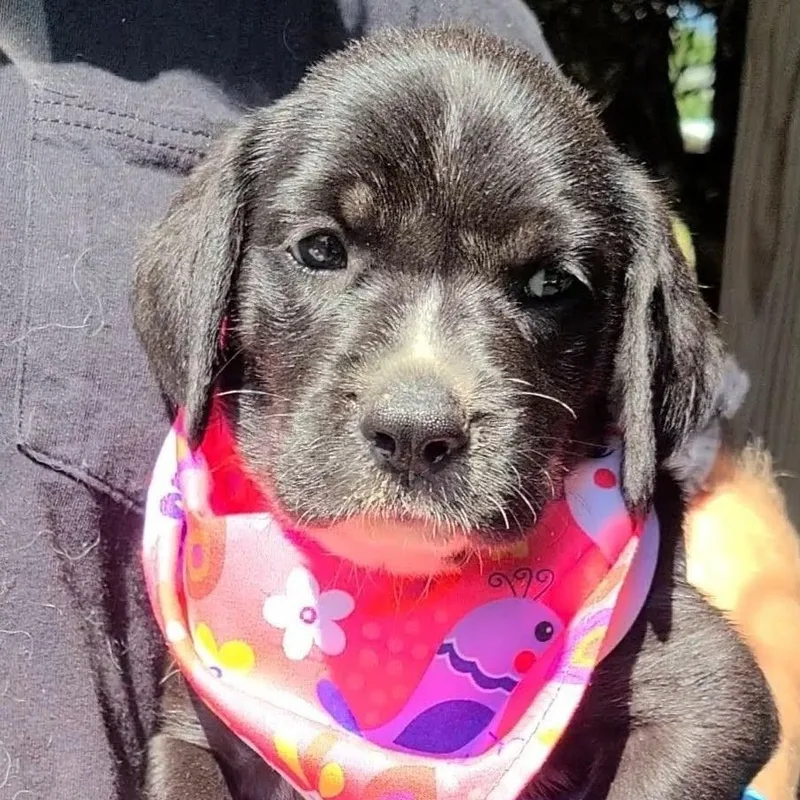 A baby medium-sized female Black Labradoodle dog named Blossom for adoption in Woolwich, ME