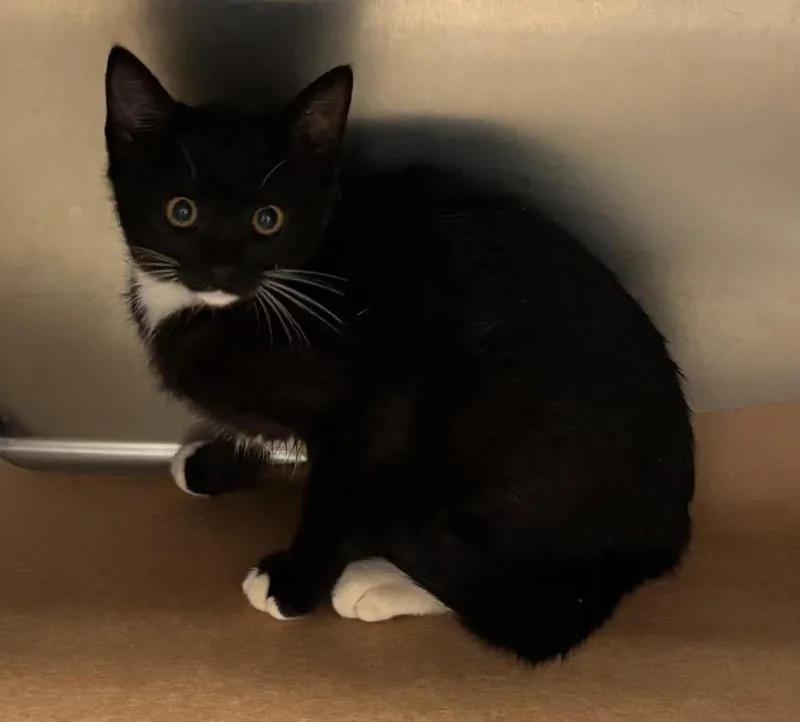 A baby large-sized female Domestic Short Hair cat named Paris for adoption in Cartersville , GA
