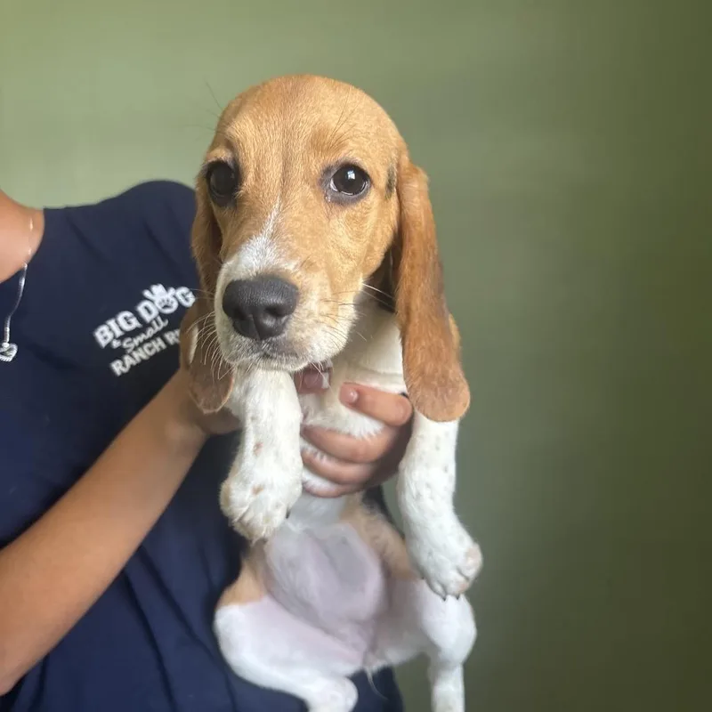 A baby small-sized female Yellow / Tan / Blond / Fawn Beagle dog named CTE aka Abby for adoption in LOXAHATCHEE, FL