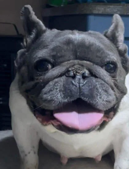 An adult small-sized female French Bulldog dog named Luna Bella for adoption in Morton Grove, IL