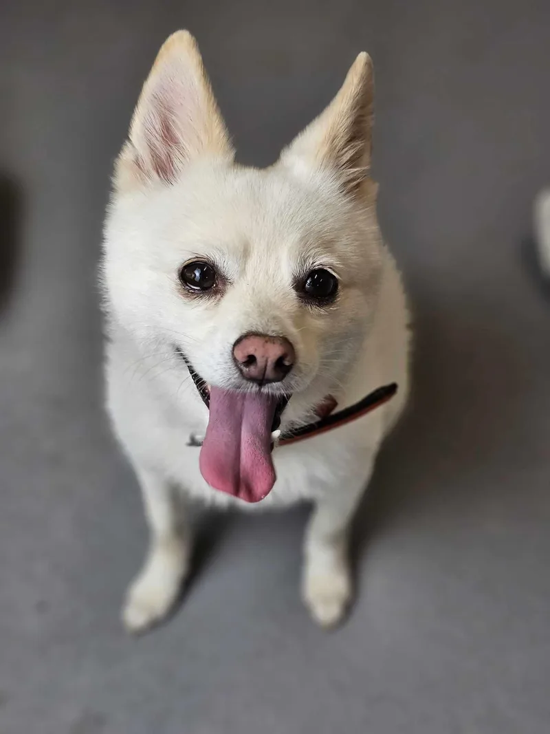 An adult small-sized male Pomeranian dog named Polar for adoption in McKinney, TX