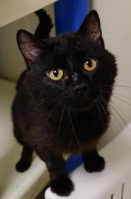 A young medium-sized male Domestic Short Hair cat named Big Mac for adoption in Verona, WI