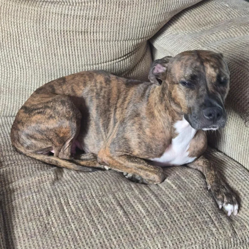 An adult medium-sized female Pit Bull Terrier dog named Lindy for adoption in Lima, OH