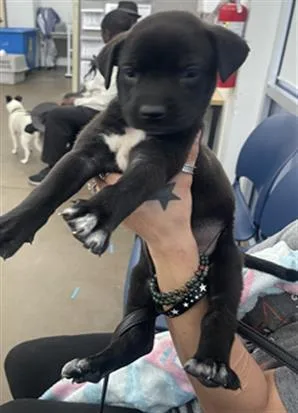 A baby medium-sized female Mixed Breed dog named Tish for adoption in Dallas, TX