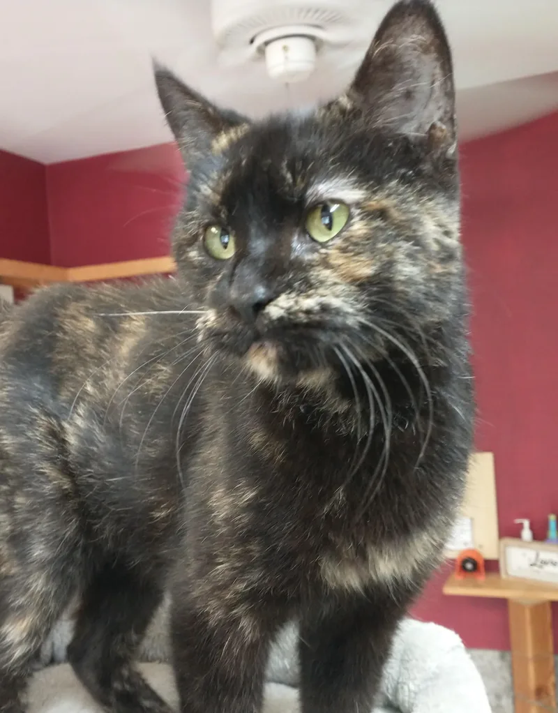 An adult medium-sized female Tortoiseshell Domestic Short Hair cat named Sparta for adoption in Tomah, WI