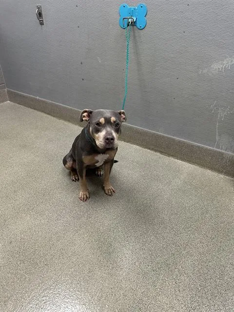 A young large-sized female Pit Bull Terrier dog named Ladybug for adoption in Las Vegas, NV