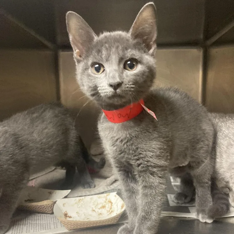 A baby small-sized female Gray / Blue / Silver Domestic Short Hair cat named Pierogi for adoption in Chicago, IL