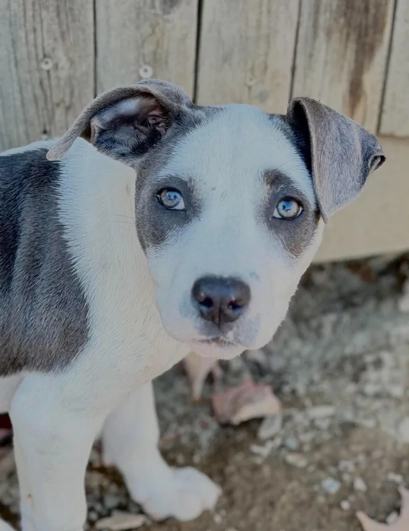 A baby medium-sized female White / Cream Mixed Breed dog named Gracie for adoption in BONIFAY, FL
