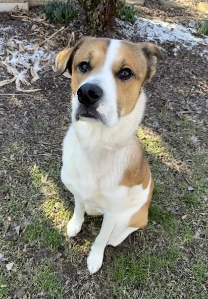 An adult medium-sized male Husky dog named Buck for adoption in Knoxville, TN