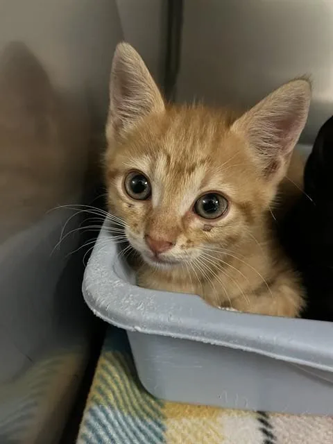 A baby small-sized male Domestic Short Hair cat named Tim Drake for adoption in Killeen, TX