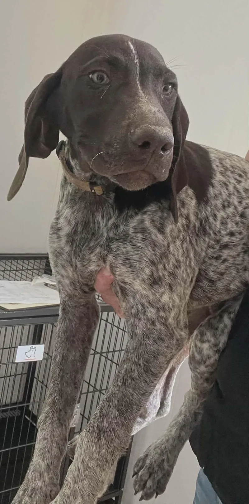 A baby medium-sized female German Shorthaired Pointer dog named Darla for adoption in Havertown, PA