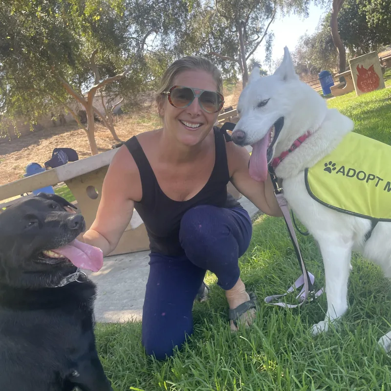 A young medium-sized female White / Cream White German Shepherd dog named Princess Jasmine for adoption in Torrance, CA