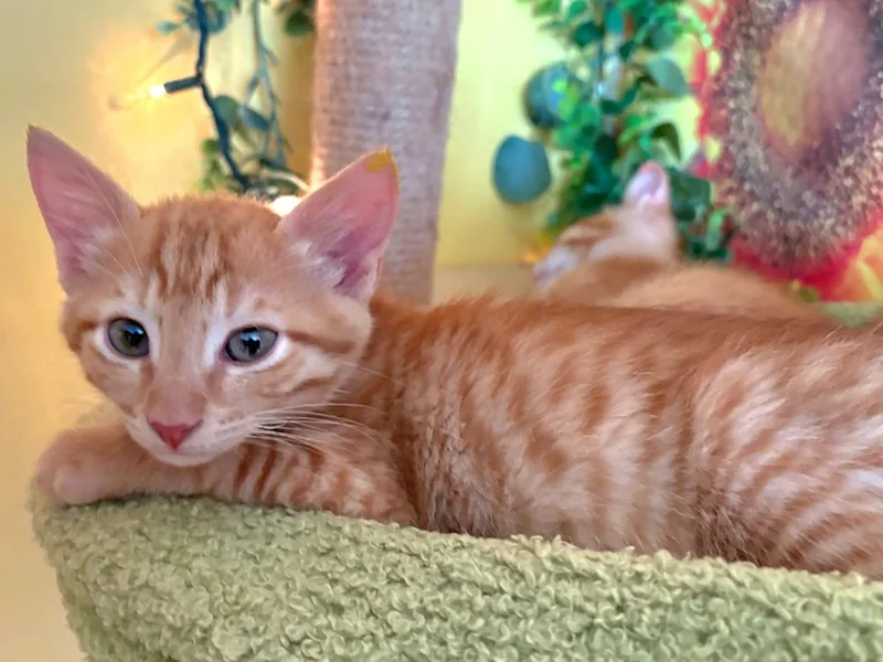 A baby medium-sized male Tabby (Orange / Red) Domestic Short Hair cat named Pantene for adoption in Beaverton, OR