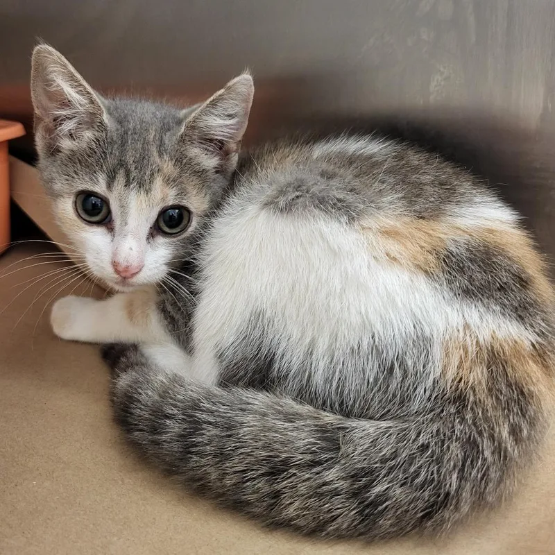 A baby small-sized female Calico Domestic Short Hair cat named Daisy for adoption in Lake Panasoffkee, FL