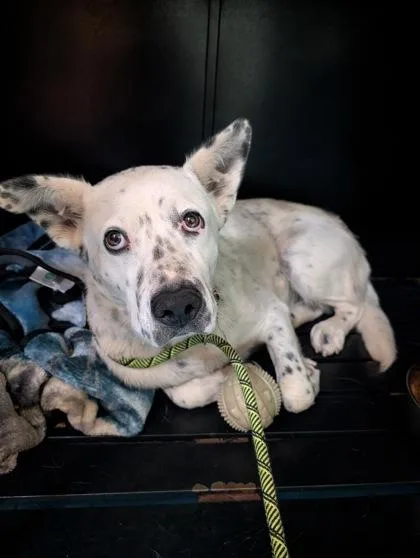 An adult medium-sized male White / Cream Australian Cattle Dog / Blue Heeler dog named 61459725 for adoption in El Paso, TX