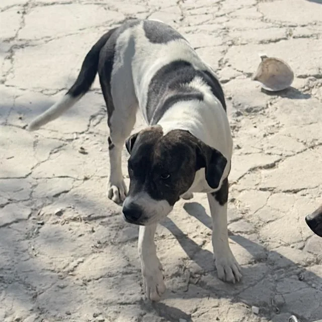 An adult medium-sized female American Staffordshire Terrier dog named Denado for adoption in San Antonio, TX