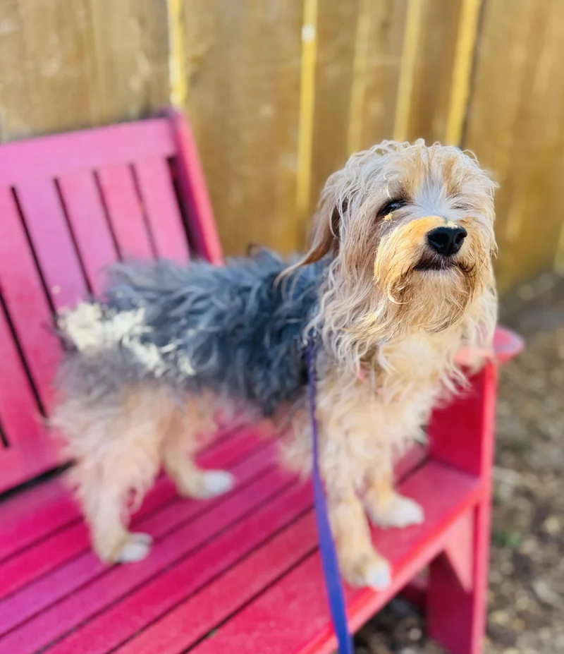 A young small-sized female Bicolor Yorkshire Terrier dog named Francesca for adoption in lynnwood , WA