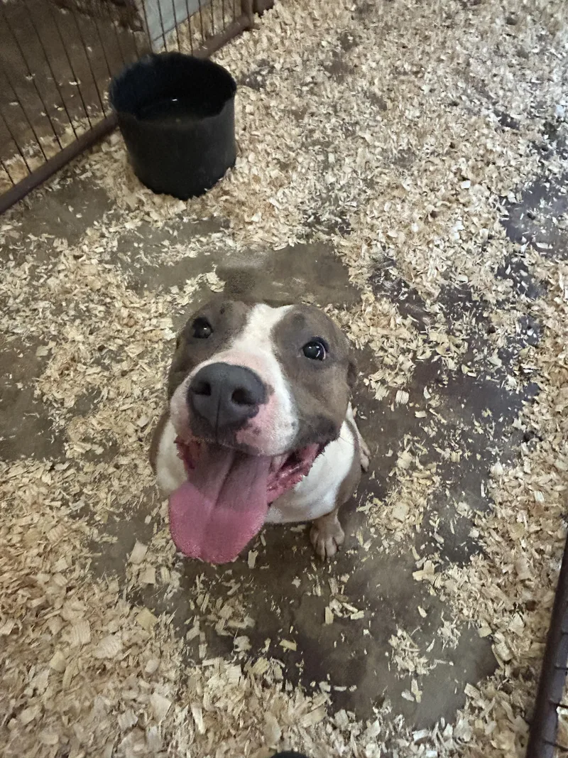 A young medium-sized female Bicolor Terrier dog named Amari for adoption in Greenfield, TN