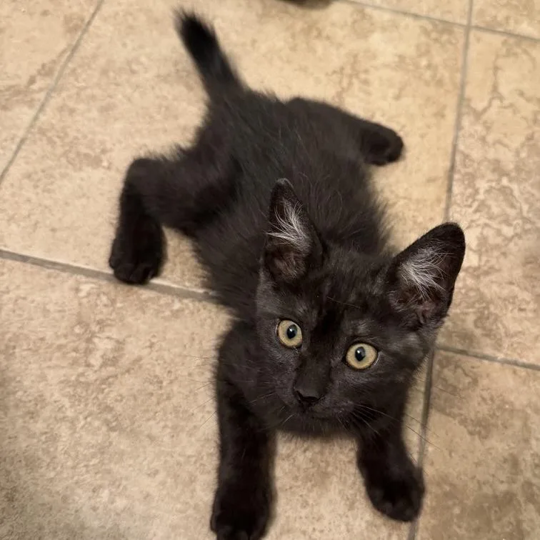A baby small-sized male Black Domestic Short Hair cat named Eeyore for adoption in Temecula, CA