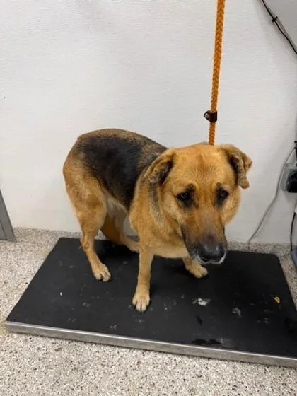 An adult large-sized female Shepherd dog named Funnel Cake for adoption in Gastonia, NC