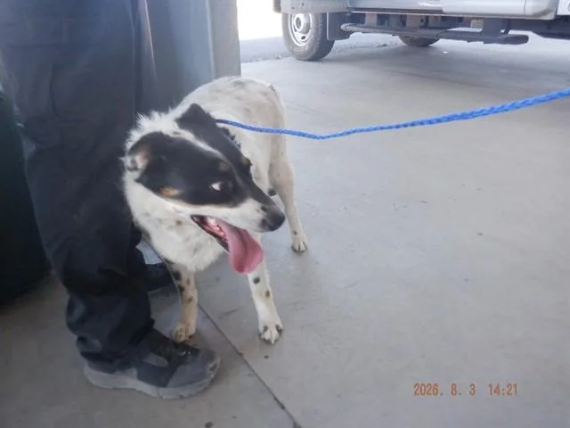 An adult large-sized male Australian Cattle Dog / Blue Heeler dog named Buddy for adoption in Oroville, CA