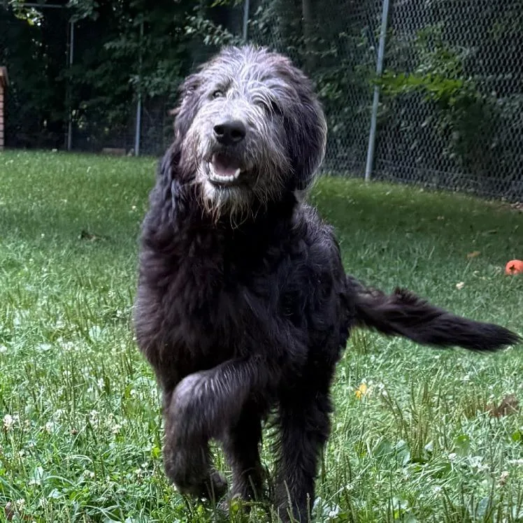 A young medium-sized male Black Labrador Retriever dog named Niko for adoption in Muncie, IN
