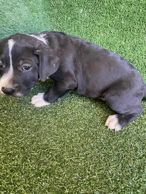 A baby small-sized male Rottweiler dog named Forrest for adoption in Lancaster, CA