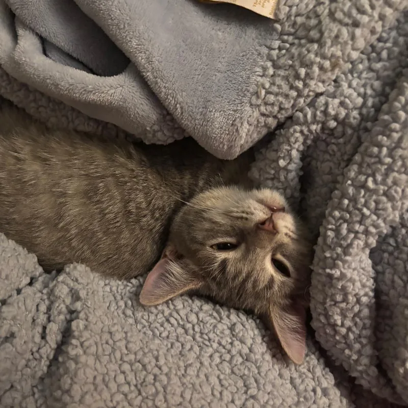 A young small-sized female Gray / Blue / Silver Domestic Short Hair cat named Caroline for adoption in Springfield, OH