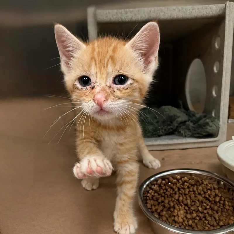A baby small-sized female Orange / Red Domestic Short Hair cat named Big Mac for adoption in Bastrop, TX