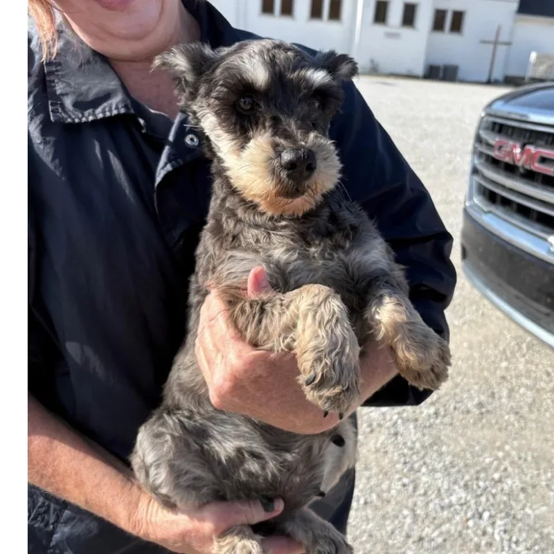 Marmalade thumbnail 2