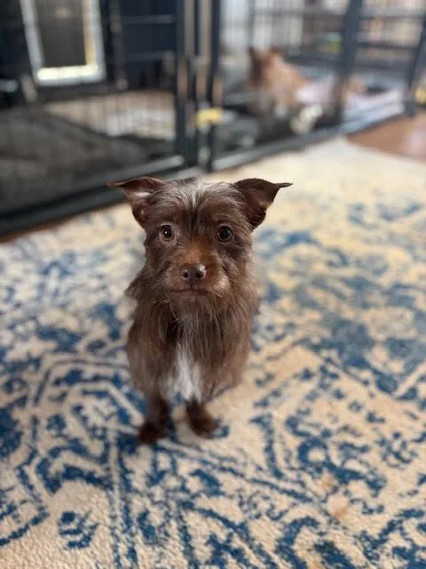 An adult small-sized female Brown / Chocolate Yorkshire Terrier dog named Coco for adoption in Piedmont, OK