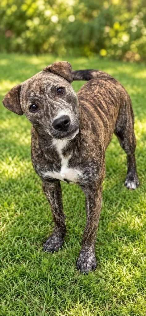 A baby medium-sized male Labrador Retriever dog named Butch for adoption in East Ridge, TN