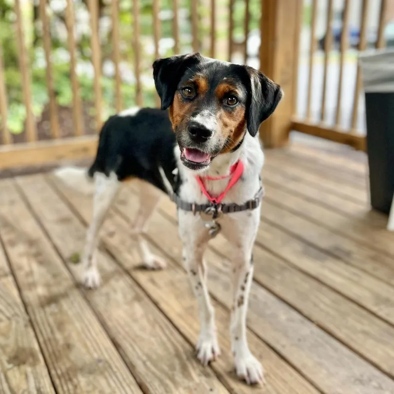 An adult medium-sized female White / Cream Treeing Walker Coonhound dog named Daisy for adoption in Falls Church, VA