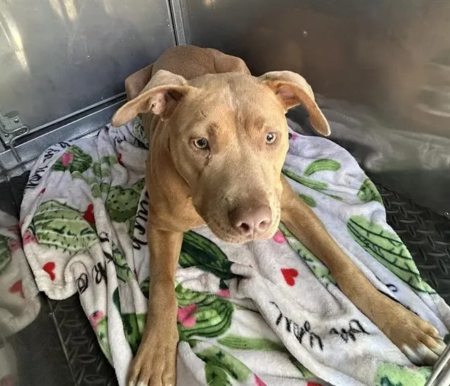 A young medium-sized female Pit Bull Terrier dog named Scarlett for adoption in Fairfield, CA