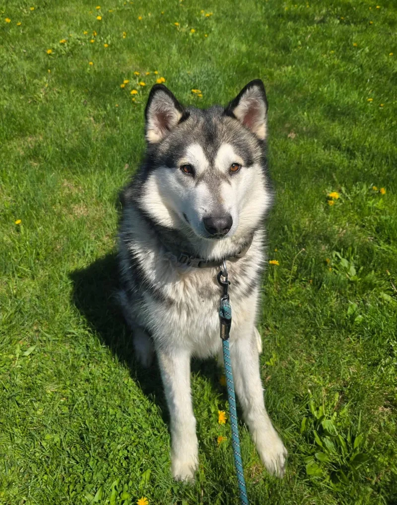 A young large-sized male Gray / Blue / Silver Alaskan Malamute dog named Hickory for adoption in Berryville, VA