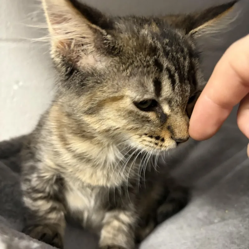 A baby medium-sized female Black Domestic Short Hair cat named Bitsy for adoption in Allegan, MI