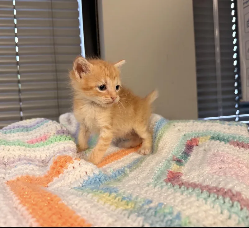 A baby medium-sized female Orange & White Domestic Short Hair cat named Amber for adoption in Batesville, AR