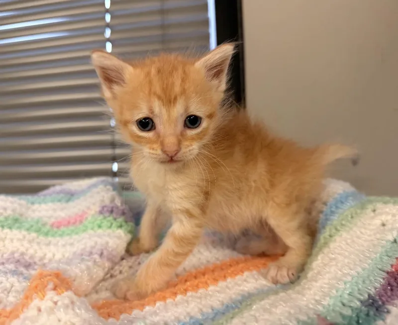 Amber thumbnail 3