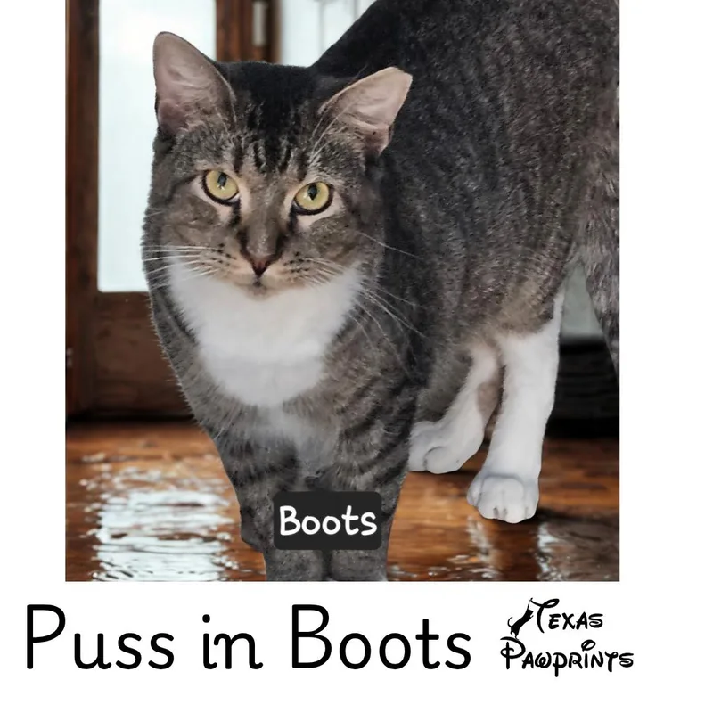 Puss n Boots