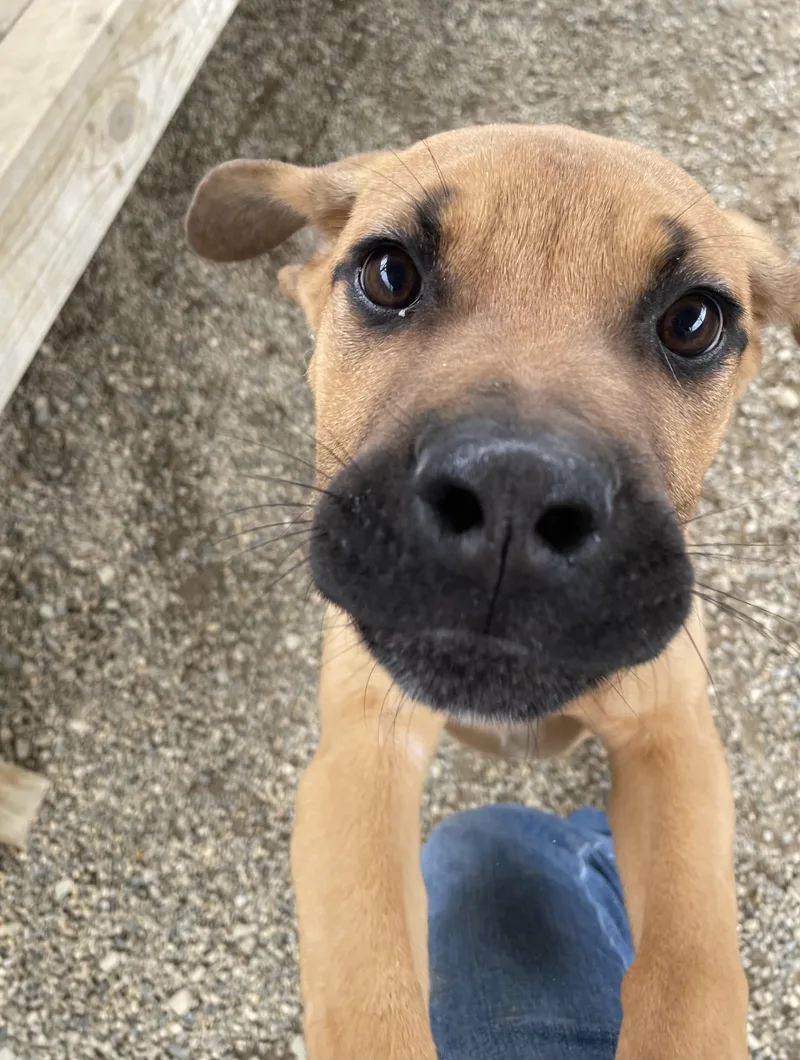 A baby large-sized male Mastiff dog named Mario for adoption in Oxford, MI